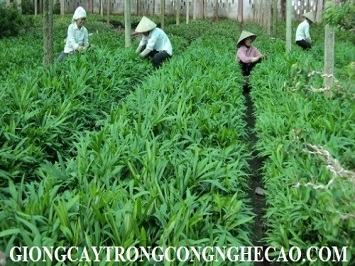 GIỐNG CÂY MÂY NẾP