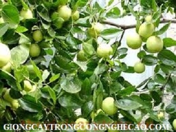 GIỐNG TÁO NGỌT H12