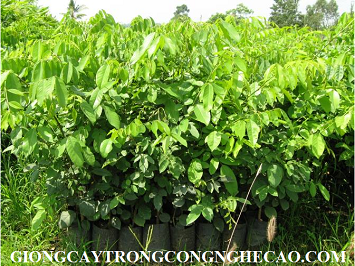 GIỐNG CÂY GIÁNG HƯƠNG