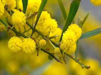 Hoa mimosa