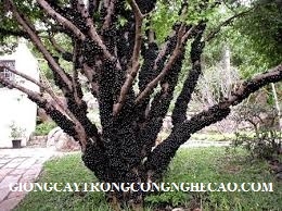 GIỐNG NHO THÂN GỖ