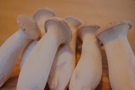 TUYỂN 6 NỮ - CHĂM SÓC, THU HOẠCH, ĐÓNG GÓI NẤM