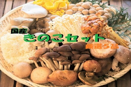 TUYỂN 4 NỮ - CHĂM SÓC, THU HOẠCH, ĐÓNG GÓI NẤM