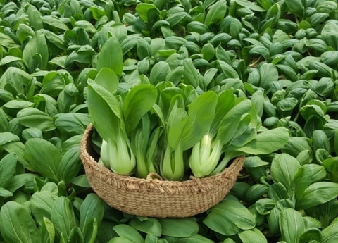 TUYỂN 1 NỮ - THU HOẠCH VÀ ĐÓNG GÓI RAU CẢI