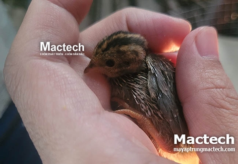 Máy ấp trứng dùng 1 năm có hoàn vốn được không