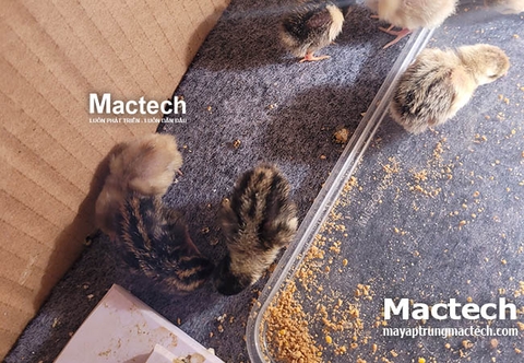 Hướng dẫn tính khấu hao máy ấp trứng theo thời gian sử dụng