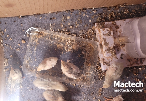 Thời gian ấp trứng gà rutin bao lâu, nở chuẩn ngày mấy