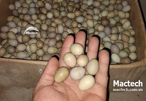 Ấp trứng gà rutin bằng máy bị sát vỏ xử lý thế nào