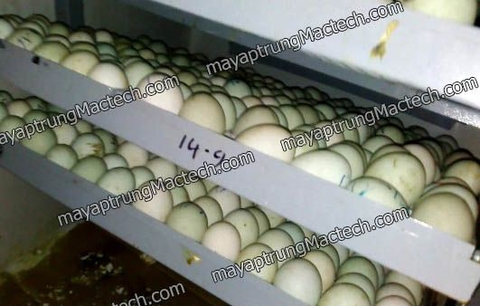 Mở dịch vụ ấp trứng thuê cần chuẩn bị gì