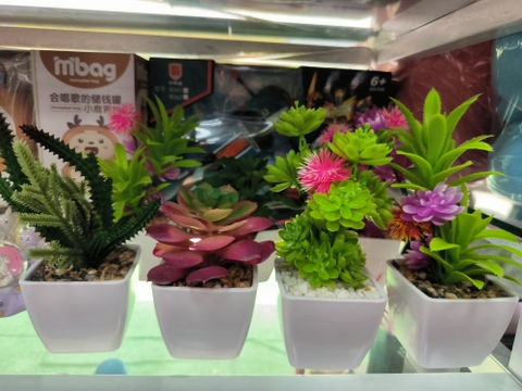 Cây xương rồng