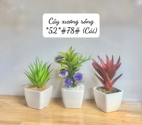 Cây xương rồng