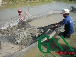 Vì đâu ngành nuôi trồng thủy sản suy yếu?