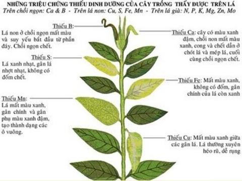 Vai trò của canxi đối với cây trồng