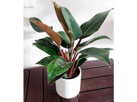 Cây Trầu Bà Đế Vương Đỏ Nâu - Philodendron imperial