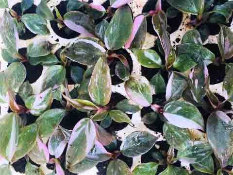 Công Chúa Hồng - Trầu Bà Pink Princess Philodendron Vĩ 112 Cây