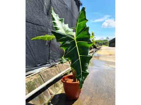 Cây Môn Ngựa Vằn - Alocasia Zebrina Vĩ 112 Cây