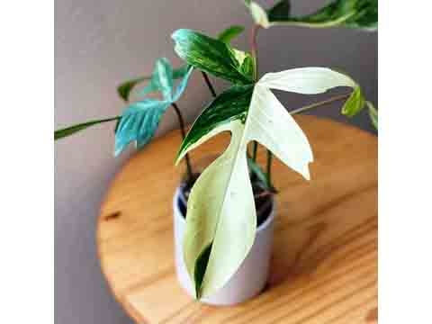 Cây Én Xanh - Philodendron Florida Vỉ 112 Cây