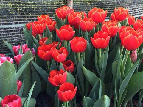 Hoa Tulip Cành
