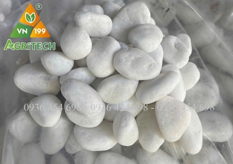 SỎI TRẮNG MUỐI