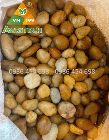 SỎI VÀNG TỰ NHIÊN