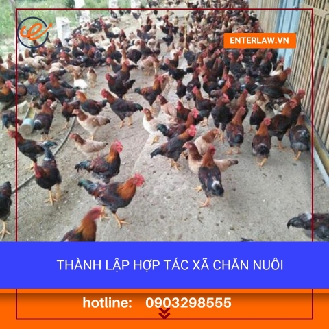 Hợp tác xã chăn nuôi - Tư vấn thành lập trọn gói, chuyên sâu