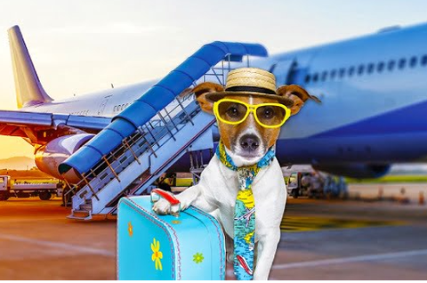Dịch Vụ Vận Chuyển Thú Cưng Bằng Đường Hàng Không Dịch Vụ Vận Chuyển Thú Cưng Bằng Đường Hàng Không