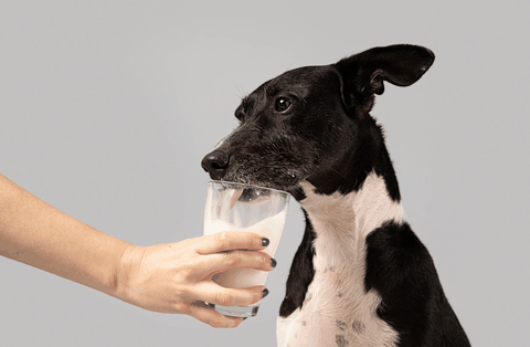 Bạn đang thắc mắc nên cho chó cưng của mình uống loại sữa nào để cung cấp đủ dinh dưỡng cho chúng? Hãy đến với ảnh về sữa cho chó để tìm ra câu trả lời cho khó khăn của bạn nhé.