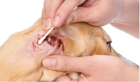 Tắm Cắt Lông Chó Mèo Dịch Vụ Lẻ Spa-Grooming