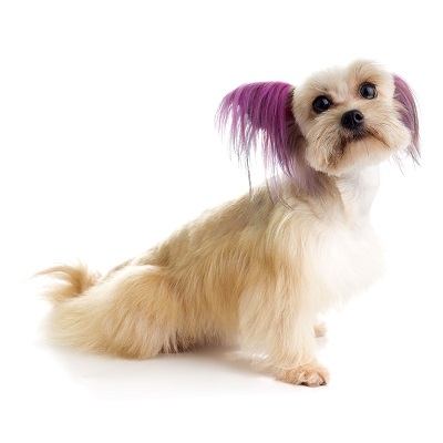 Tắm Cắt Lông Chó Mèo Dịch Vụ Lẻ Spa-Grooming