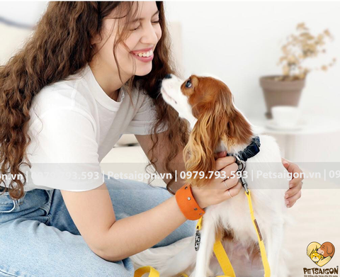 Dây Dắt Cho Chó Mèo Đa Năng Pettiquette