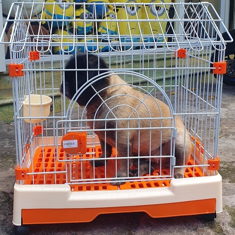 Lồng Cho Chó Mèo Đế Nhựa Cao Cấp Có Mái Nhà