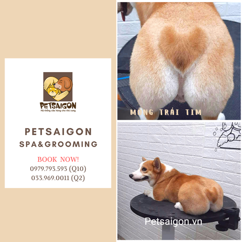 Combo Tắm + Vệ Sinh Cho Chó Mèo