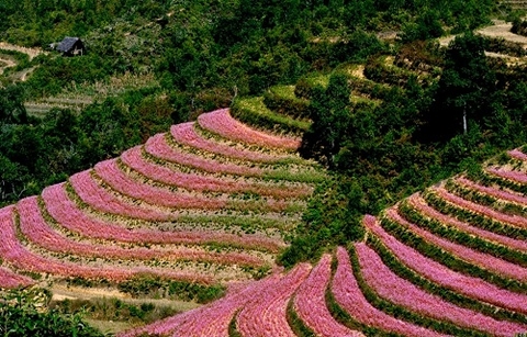 Tháng 10 rủ nhau du lịch Hà Giang ngắm hoa tam giác mạch