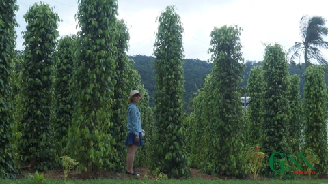 pH của đất trồng và cách điều chỉnh độ pH trong đất