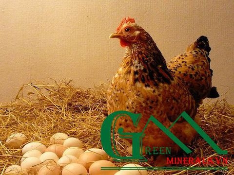 Tầm quan trọng của bột khoáng Canxi đối với sự phát triển của gà