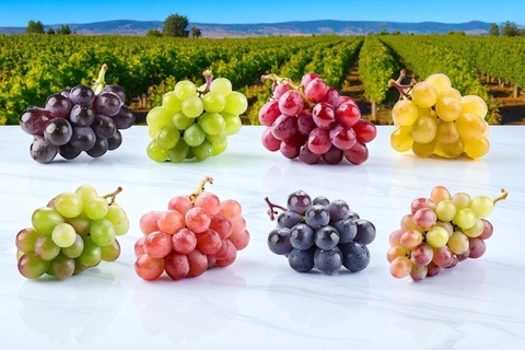 CÁC GIỐNG NHO LÀM RƯỢU VANG NỔI TIẾNG