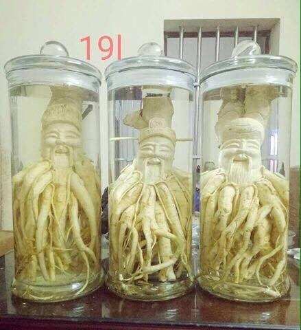 Rượu đinh lăng hảo hạng – một quá trình dài lâu