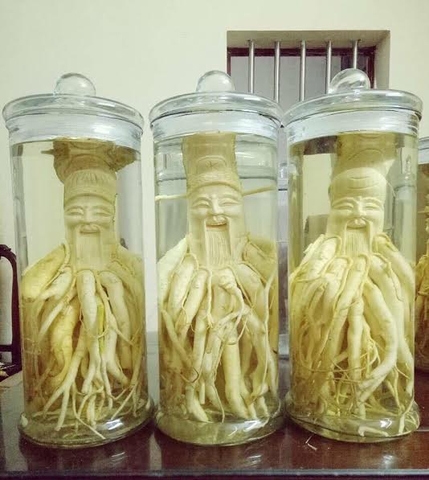 Rượu đinh lăng – vitamin sảng khoái cho cơ thể