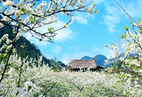 Du lịch Mai Châu - Mộc Châu 2 ngày 1 đêm