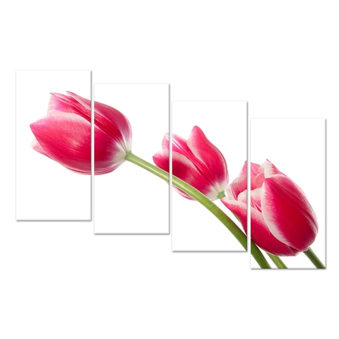 Tranh Hoa Tulip - D248A