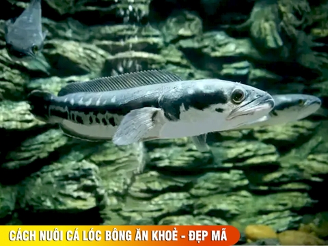 Cá lóc bông Thái ăn gì ? Cách nuôi cá lóc bông ăn khoẻ - đẹp mã từ A-Z
