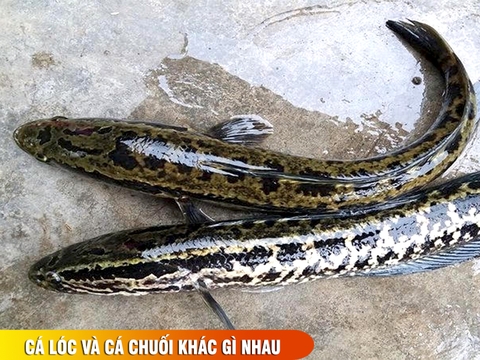 Cá quả là cá gì ? cá chuối và cá quả khác nhau như thế nào ?