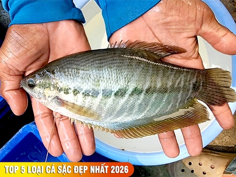 Top 5 các loại cá sặc đẹp nhất 2026: đặc điểm, tập tính ăn mồi và cách nhận biết