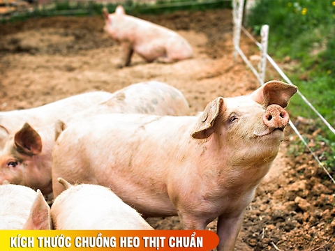 Kích thước chuồng heo thịt chuẩn: cách tối ưu diện tích heo mau lớn