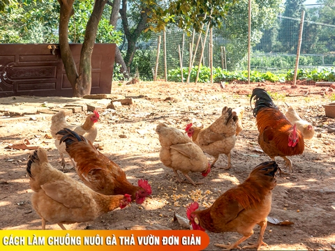 Cách làm chuồng nuôi gà thả vườn đơn giản: vật liệu, kích thước chuẩn