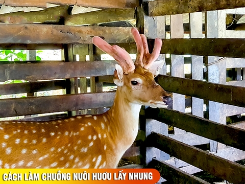 Cách làm chuồng nuôi hươu lấy nhung chuẩn và điều kiện nuôi hươu sao