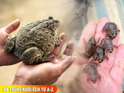 Kỹ thuật nuôi ếch từ A-Z: cách nuôi ếch mau lớn, ít bệnh cho người mới