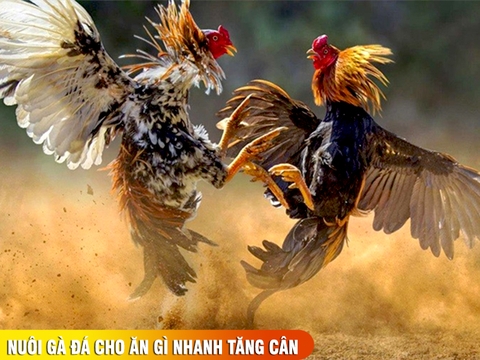 Nuôi gà đá cho ăn gì để tăng cân - cách nuôi gà đá chân mạnh