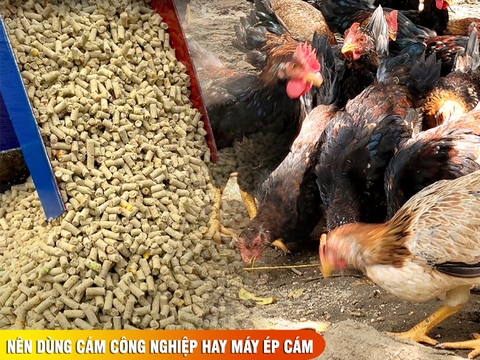 Nên dùng cám công nghiệp hay máy ép cám viên: so sánh chi phí nuôi 100 con gà