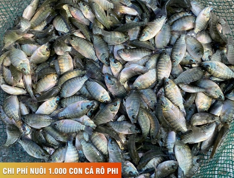 Cá rô phi đơn tính nuôi bao lâu ? Chi phí nuôi 1000 cá rô phí đơn tính